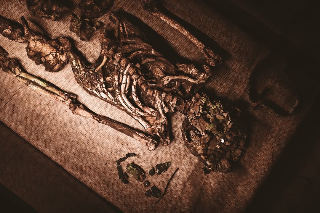 All About the Etymology of Autopsy: Discover Its Origins - American Mortuary Coolers & Equipments All About the Etymology of Autopsy: Discover Its Origins - American Mortuary Coolers & Equipments